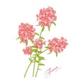 Phlox Flowers Vector