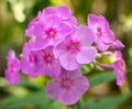 Phlox- flox flowers with beautiful pink petals Royalty Free Stock Photo