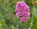 Phlox- flox flowers with beautiful pink petals Royalty Free Stock Photo