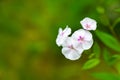Phlox garden bloom. Perennial phlox. Phlox paniculata. Pink flowers close up. Copy space. Selective focus Royalty Free Stock Photo