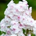 Phlox garden bloom. Perennial phlox. Phlox paniculata. Pink flowers close up. Selective focus Royalty Free Stock Photo