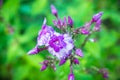 Phlox in the garden