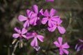 Phlox Longifolia Royalty Free Stock Photo