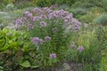 Phlox,  lush flowering bush Royalty Free Stock Photo