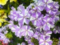 Phlox maculata Nataschia, wild sweet William Royalty Free Stock Photo