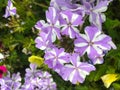 Phlox maculata Nataschia, wild sweet William Royalty Free Stock Photo