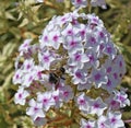 Phlox maculata