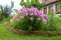 Phlox paniculata in bloom Royalty Free Stock Photo