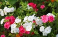 Phlox paniculata in bloom Royalty Free Stock Photo