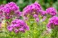 Phlox paniculata in bloom.