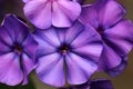 Phlox paniculata Blue Paradise flowers close up Royalty Free Stock Photo
