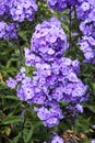 Phlox paniculata `Blue Paradise` Royalty Free Stock Photo