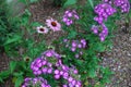 Phlox paniculata and Echinacea purpurea in flowerbed. Royalty Free Stock Photo