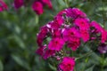 Phlox paniculata, fall phlox, garden phlox, phlox