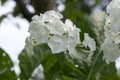 Phlox paniculata, fall phlox, garden phlox, perennial phlox, summer phlox in bloom Royalty Free Stock Photo