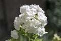 Phlox paniculata, fall phlox, garden phlox, perennial phlox, summer phlox in bloom Royalty Free Stock Photo