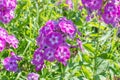 Phlox paniculata flower on a flower bed. Botanical garden in bloom. Royalty Free Stock Photo