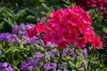 Phlox paniculata Flowers Royalty Free Stock Photo