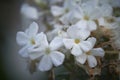 White phlox paniculata in hoarfrost. Royalty Free Stock Photo