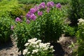 Phlox paniculata in full bloom in the garden Royalty Free Stock Photo