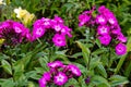 Phlox paniculata Garden phlox in bloom. Nature, flowers Royalty Free Stock Photo