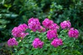 Phlox paniculata (garden phlox), blooming flower Royalty Free Stock Photo