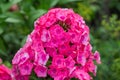 Phlox paniculata, garden phlox flower Royalty Free Stock Photo