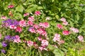 The Phlox paniculata, Garden phlox in bloom Royalty Free Stock Photo