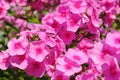 Phlox paniculata (Garden phlox) in bloom Royalty Free Stock Photo