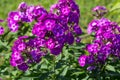 Phlox paniculata (Garden phlox) in bloom Royalty Free Stock Photo