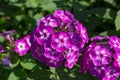 Phlox paniculata (Garden phlox) in bloom Royalty Free Stock Photo