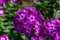 Phlox paniculata (Garden phlox) in bloom Royalty Free Stock Photo