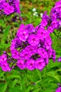 Phlox paniculata, garden phlox flower, perennial phlox Royalty Free Stock Photo