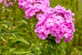 Phlox paniculata Royalty Free Stock Photo