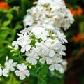 Phlox paniculata, White Admiral in garden. selective focus