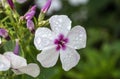 Phlox paniculata `White Eyes`