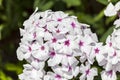 Phlox paniculata `White Eyes`