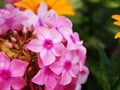 Phlox paniculata 'Becky Towe' Royalty Free Stock Photo