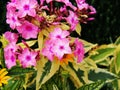 Phlox paniculata 'Becky Towe' Royalty Free Stock Photo