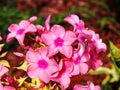 Phlox paniculata 'Becky Towe' Royalty Free Stock Photo