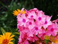 Phlox paniculata 'Becky Towe' Royalty Free Stock Photo