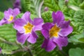 Phlox paniculata (Garden phlox) in bloom Royalty Free Stock Photo