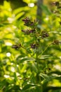 Phlox Perennial Flower In Summer Garden Royalty Free Stock Photo