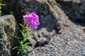 Phlox Pilosa