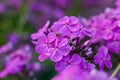 Phlox