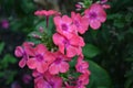 Phlox. Polemoniaceae. Growing flowers. Flowerbed. Garden. Floriculture