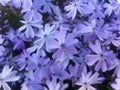 Creeping Phlox