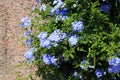 Phlox shrub, phlox, blossoms in tender blue, mauve, in the garden