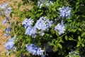 Phlox shrub, phlox, blossoms in tender blue, mauve, in the garden