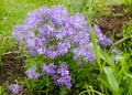 Phlox charming real spread flowers